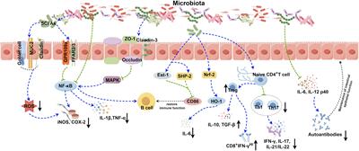 Emerging role of gut microbiota in autoimmune diseases